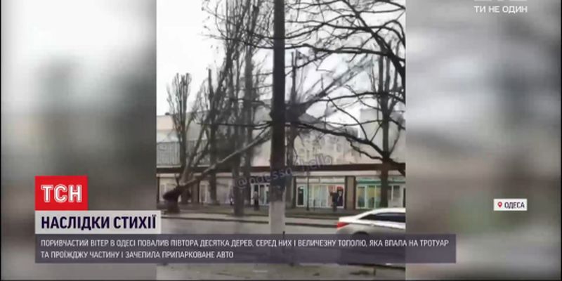 Деревопад в Одесі: падіння великої тополі потрапило на відео очевидців