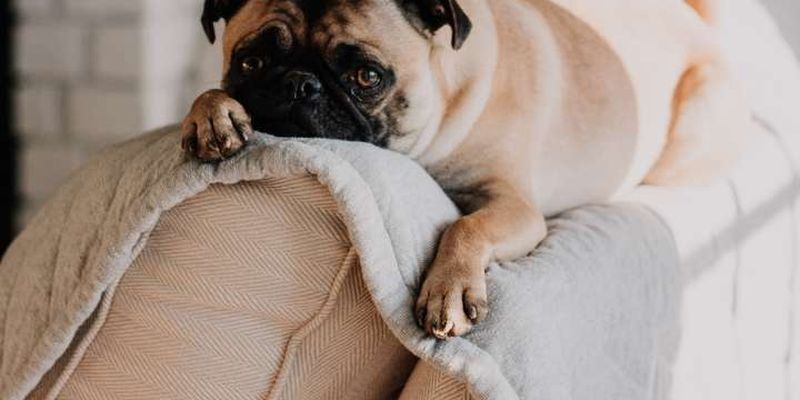 Ругать собак вредно для здоровья – португальские ученые