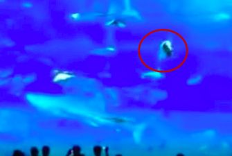 "Сэппуку" в океанариуме: в Японии тунец "совершил самоубийство", устав от вспышек камер