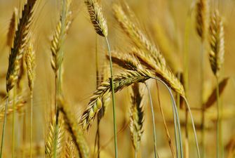 З України експортовано 54,4 млн тонн зерна