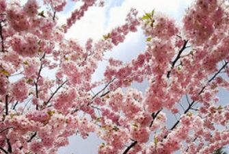 Сезон сакур у Києві: Instagram рясніє фото з квітучими деревами