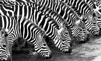 Зачем зебры кивают друг другу: ученые выяснили, что замышляют животные