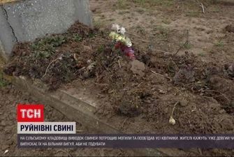 В Запорізькій області свині перерили місцеве кладовище: жителі поскаржились на власника