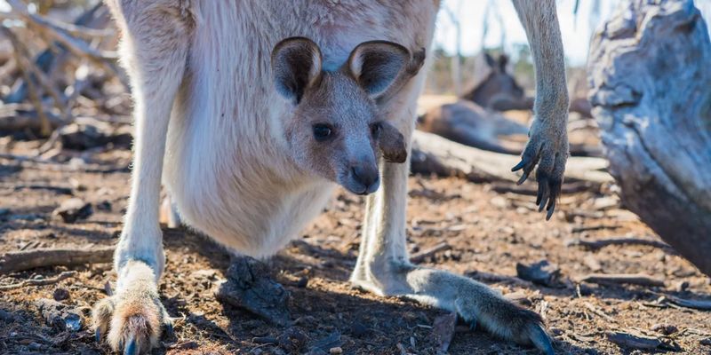 Неожиданный поворот. Фекалии кенгуру помогут коровам сократить выбросы метана в атмосферу