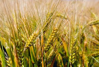 З України експортовано 38,3 млн тонн зерна