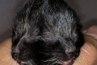 «Два носа, два рта и четыре глаза»: В США двуглавый котенок выжил вопреки прогнозам ветеринарам