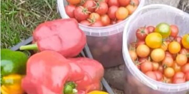 Отримаєте небувалий урожай перцю, огірків і помідорів: як швидко та дешево зробити добрива