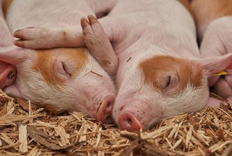 На Львівщині запустили племрепродуктор з розведення свиней данської генетики