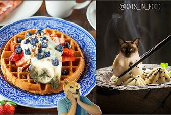 Новые оригинальные фото питерского художника, совмещающие котиков и еду