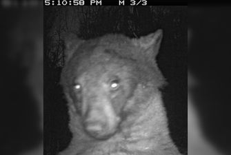 "Медведь Кардашьян, жаждущий славы": медведь из Колорадо сделал 400 селфи в лесу