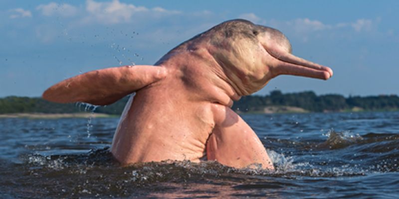 В Амазонии нашли останки крупнейшего в мире дельфина, жившего 16 млн лет назад: фото
