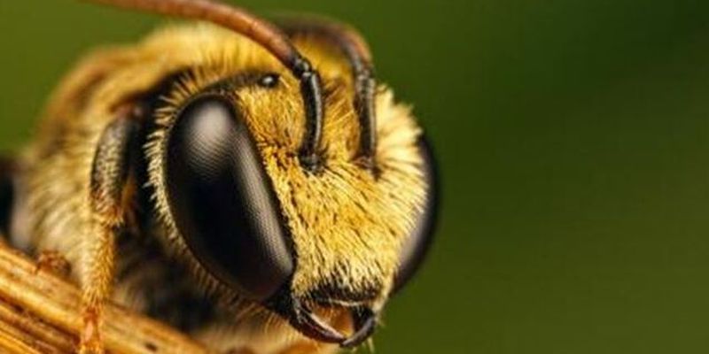 Распухли горло и язык: на Черкасщине мужчина умер от укуса пчелы