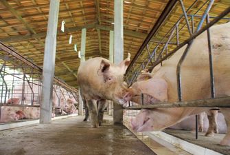 Більше 75% промислових виробників свинини планують нарощувати поголів'я