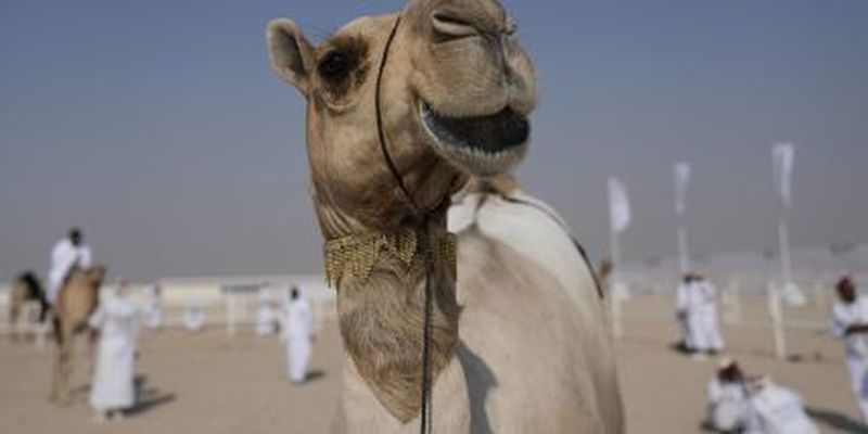"Мгновенная месть": в России верблюд убил мужчину, пытавшегося поиздеваться над ним