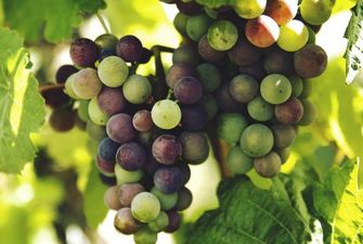 "Золотые" фрукты: в Украине стремительно дорожает виноград