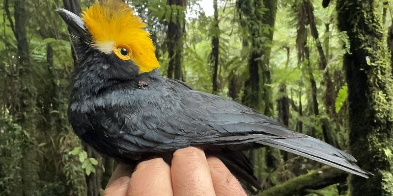 Первое в истории: в тропиках Конго ученые сделали фото утраченного вида птиц