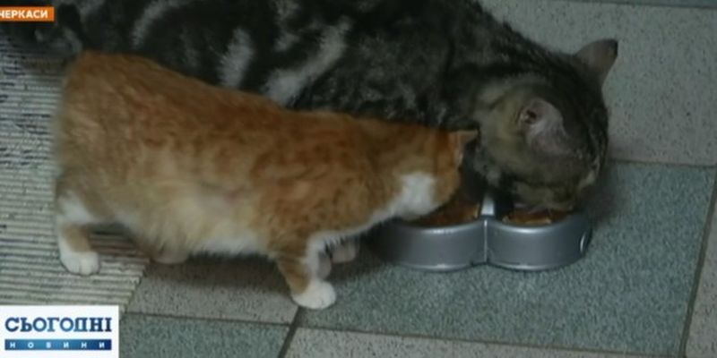 Сладкая парочка: история двух бывших бездомных котов покорила Черкассы