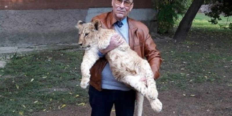 «Лучше бы не рождались»: в Николаевском зоопарке не знают, куда девать львят и тигрят