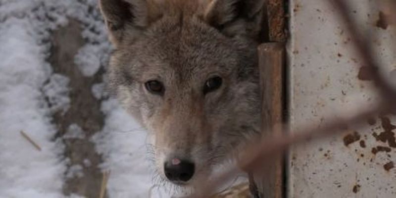 У Хмельницькій області вовки тримають у страху відразу кілька сіл
