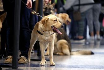 Собаки проти коронавірусу: в аеропорту Гельсінкі чотирилапі виявлятимуть інфікованих пасажирів