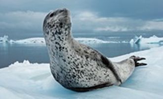 Полярники показали морского леопарда, который "загорает" на льдине