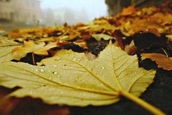 У парках Дніпра заборонили прибирати опале листя