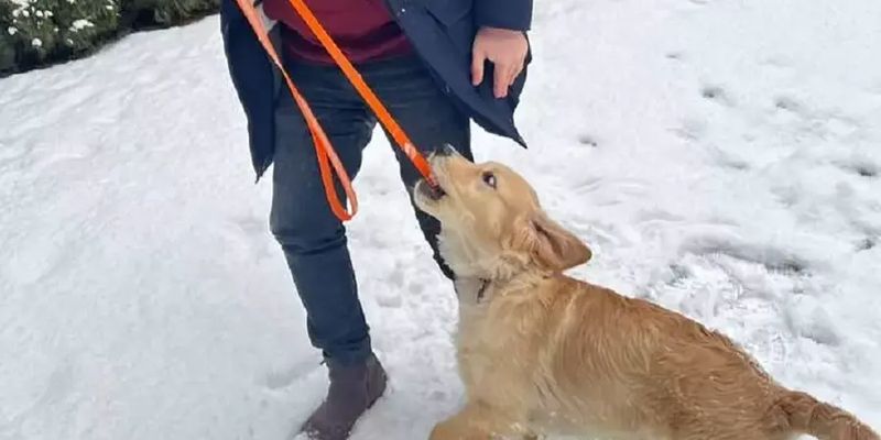 Александр Ткаченко в день рождения показал свою собаку и призвал донатить на дроны для ВСУ