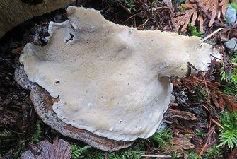 В лесах Польши обнаружены грибы с противораковым свойством