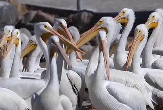 В Мексике начался туристический бум из-за "нашествия" белых пеликанов