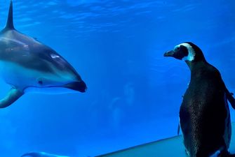 Пингвины «захватили» океанариум в Чикаго: необычные видео