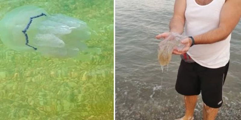 В Азовском море появились агрессивные медузы: что о них известно