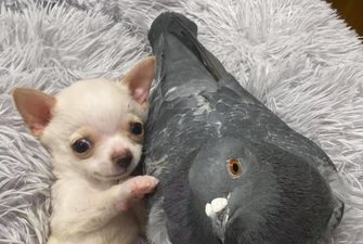 Трогательные обнимашки щенка чихуахуа с голубем захлестнули соцсети милотой