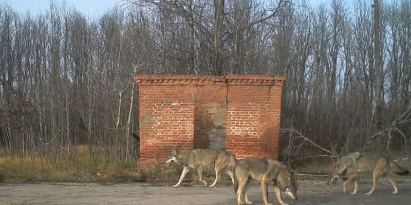 Фотограф проник в Чернобыльскую зону: эти фото удивили даже ученых
