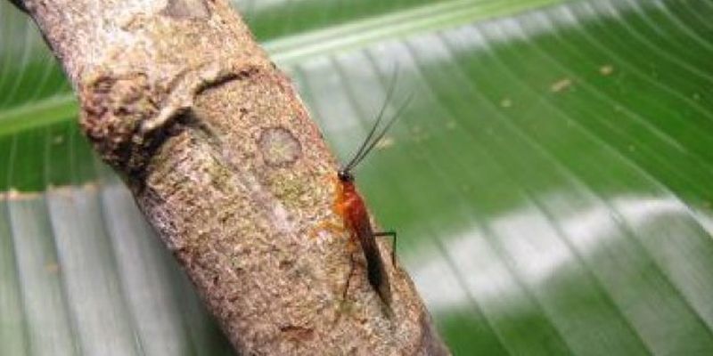 Ученые открыли на Амазонке новое насекомое с уникальным поведением