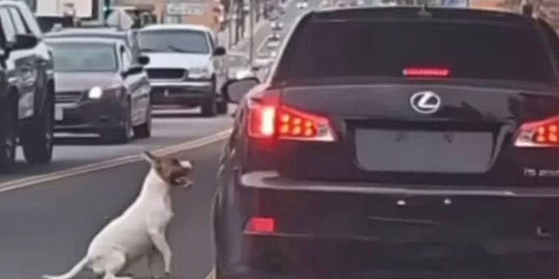 Відданий собака біг за машиною після того, як його викинули посеред дороги: відео до сліз