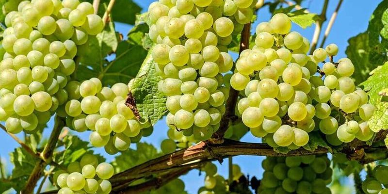 «Удар по организму»: эксперт поведал об опасности винограда