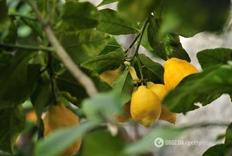 Турция запретила вывоз лимонов из страны до конца лета