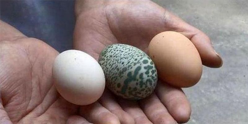 Курка знесла зелене яйце з візерунком і всіх спантеличила