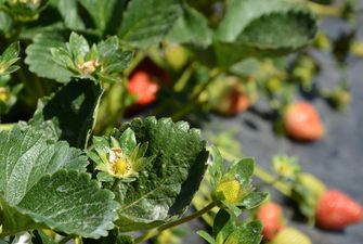На Сумщині ягоди вирощують на 650 га