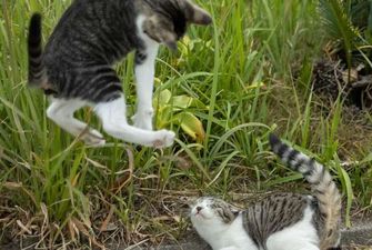 Этот японский фотограф раскрывает яркую харизму уличных котов