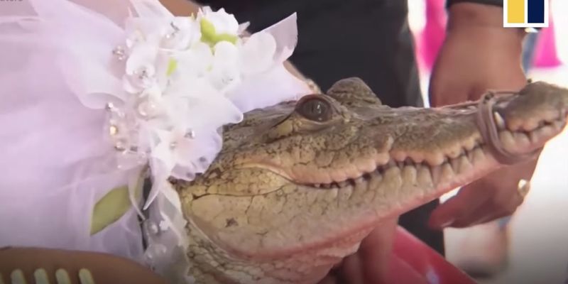 В Мексике мэр рыбацкой деревушки взял в жены крокодила