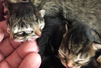В США кошка родила котенка с двумя мордочками