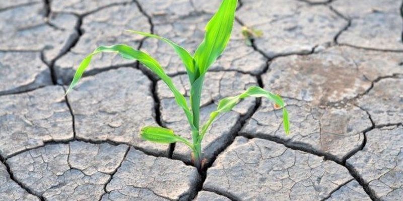 Півдню України цього року знову загрожує посуха