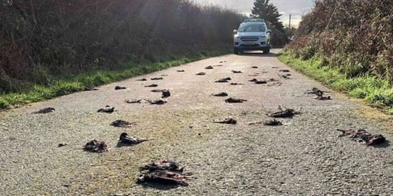 В Великобритании загадочно погибли сразу сотни птиц: опубликованы жуткие фото