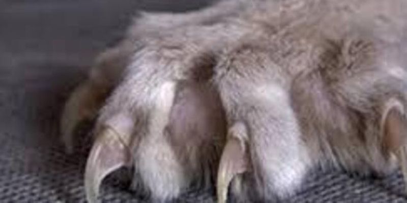 Вплоть до лихорадки: Комаровский раскрыл неожиданную опасность кошачьих царапин