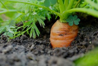 На Херсонщині фермерське господарство висіяло моркву в січні