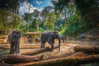 Слоны в Таиланде столкнулись с голодом из-за сокращения туризма