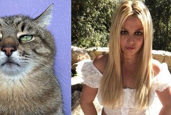Бритни Спирс выложила в своем Instagram фото украинского кота Степана: миллион лайков