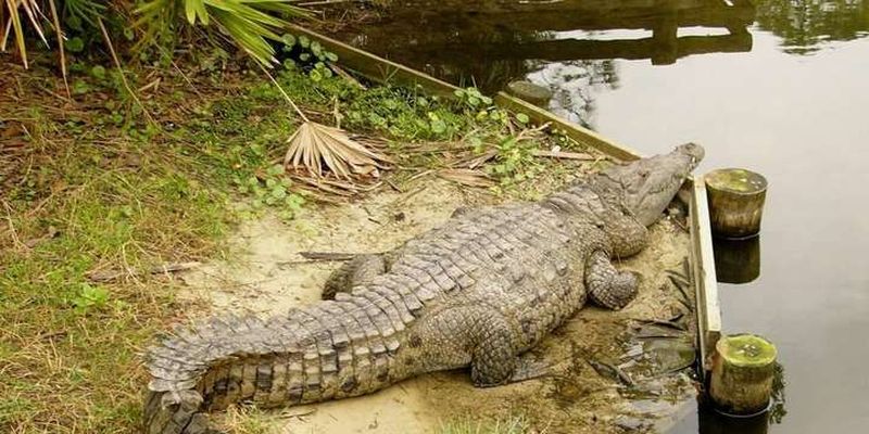 Задрімав на пляжі: у Мексиці на рибалку накинувся двометровий крокодил