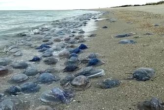 Массовая гибель медуз под Одессой: на пляж выбросило около миллиона корнеротов